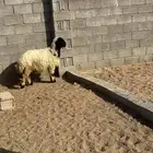 هرفي نعيمي للبيع