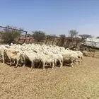 غنم حرش مراح واحد