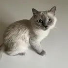 بسه بيت توها حامل من بيه بيت ثاني صغيره معندها فطريات نضيفه