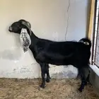 عنز للبيع
