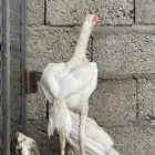 دجاج سنود بيور