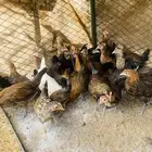 فروخ عربي وافرق وكم حبه شوكي دم صافي