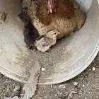 دجاجه تحتها 4صيصان للبيع