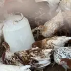 دجاج بيور براون لوهمان أربعه شهور