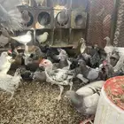 صوص دجاج