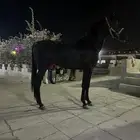 مهر ادهم
