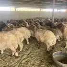 مشاء الله غنم مراح شرط الدفيع العداد 115 راس مولد فيها 3