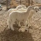 طليان.