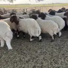 خرفان نعيم ( تم البيع )