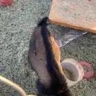 القزم حق المشهور الجزل