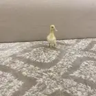 للبيع بطه أليفه