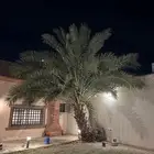 للبيع نخلة