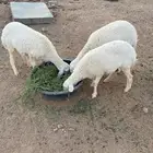 حري