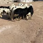 بهم نجد