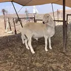 خروف فحل صنف