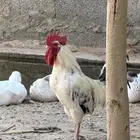 4 ديوك فيومي