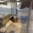 البيع الديك