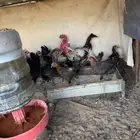 دجاج للبيع 73 حبه