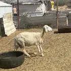 نعجةو عنز للبيع
