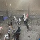 للبيع دجاج ماكنتوش حضان اصيل