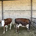 بقر لقح