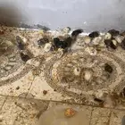 صيصان بلدي