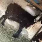 نعجة البيع مولدة أربع مواليد