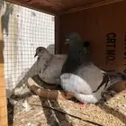 زوج حمام فريش