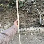 معكاز عتم
