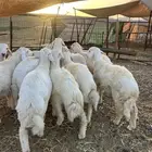 ذبائح للبيع جمله وتفريد