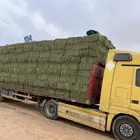 برسيم بديل الجندير وزن 25 وطالع سعر منافس