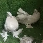 رقاص هندي