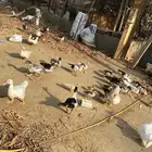 بط بلدي