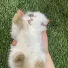 ارانب صغيره هجين للزينه