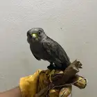 بكه حمام