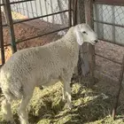 للبيع طلي حري اظهره فل شحم صبه