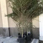 تنسيق الحدائق