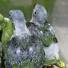 فروخ درة نيبالي وهندي