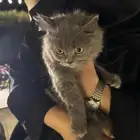 قطه صغيره للتبني