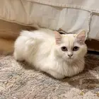 قطة