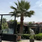 نخل واشنطن ونخل ميامي