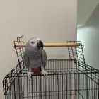 طير كاسكو للبيع