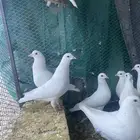 حمام فرنسي وشبك للبيع