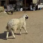 طلي نعيمي
