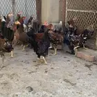 فروخ دجاج بلدي اصيل مشكل( تم البيع )