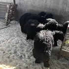 جذعان طيبه