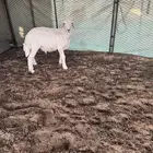 طلي طيب نضيف