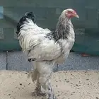 دجاج براهما بيور