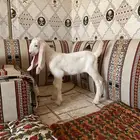 جفره بيضاء