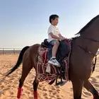 اسطبل الجدان للخيل العربيه الاصيله ايواء وعسف وتدريب